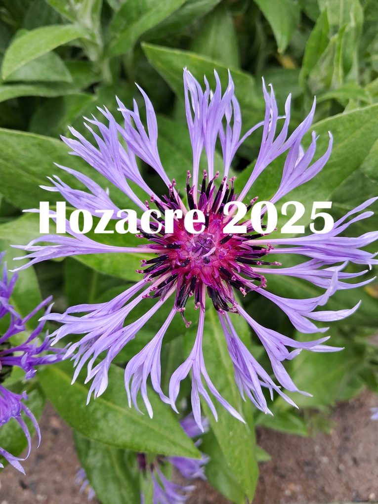 hozacre 2025