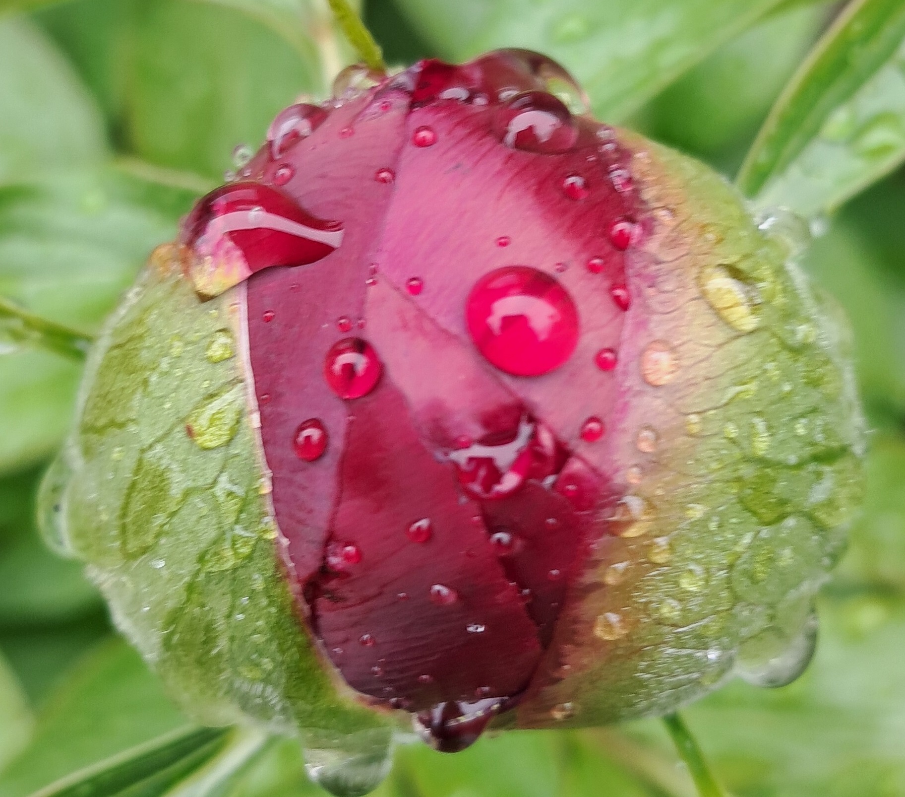 rose